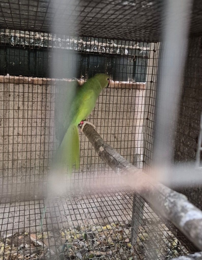 Ring neck, caturras, red rumped