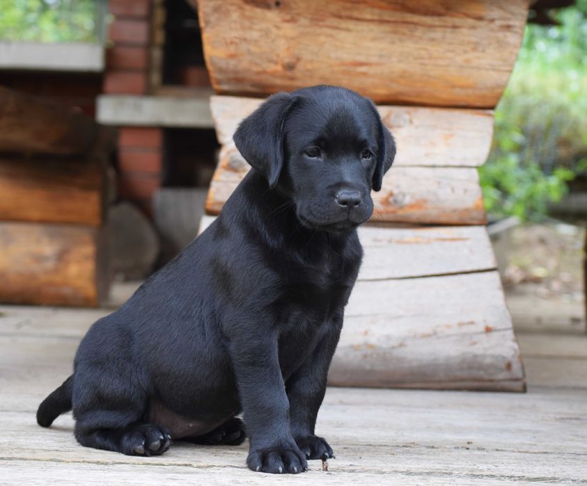 Cudowny szczeniak Labrador Retriever FCI