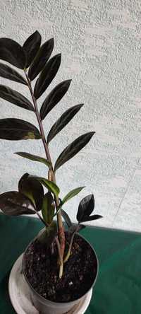 Замеакулькас,долларовое дерево,комнатное растение, комнатные цветы