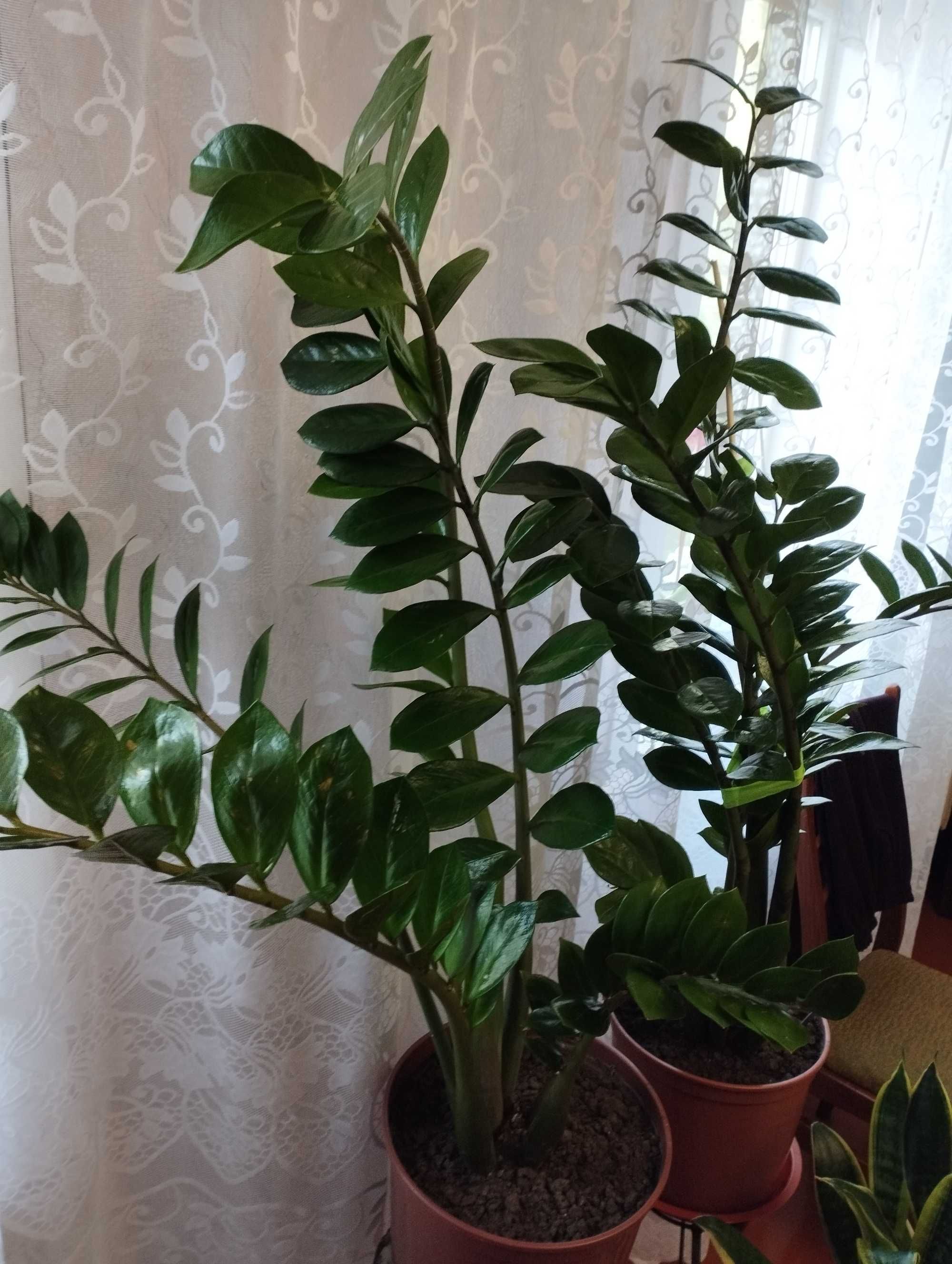 Замиокулькас 11 лет