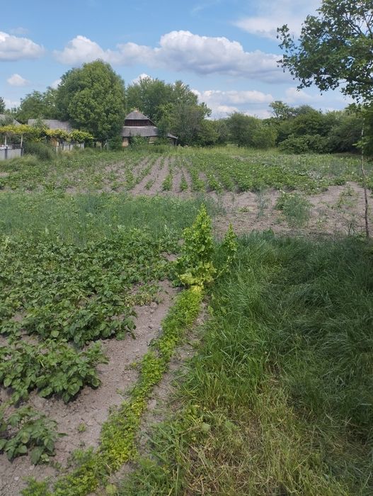 Продається господарство