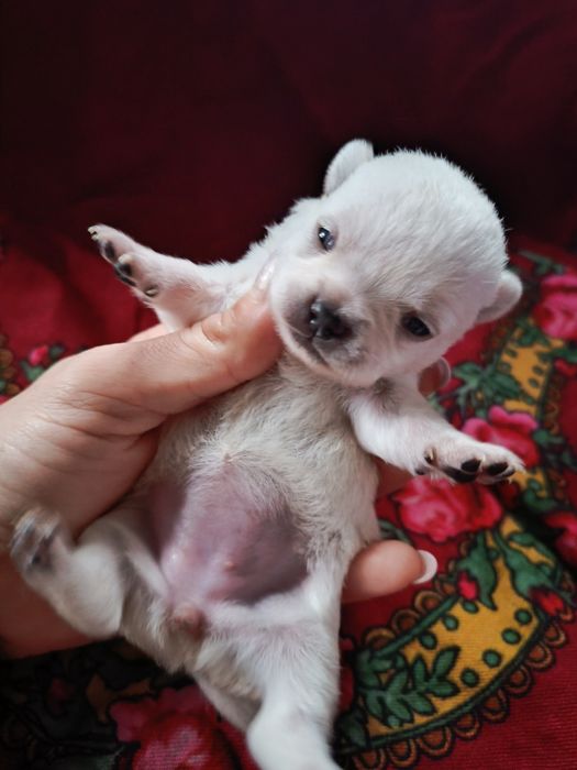 Готуємось у найкращі домівочки на грудень місяць.