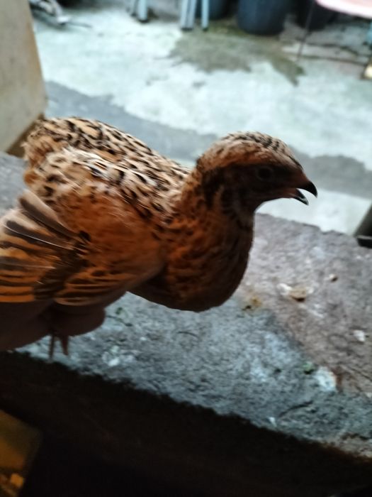 Codornizes para consumo / criação