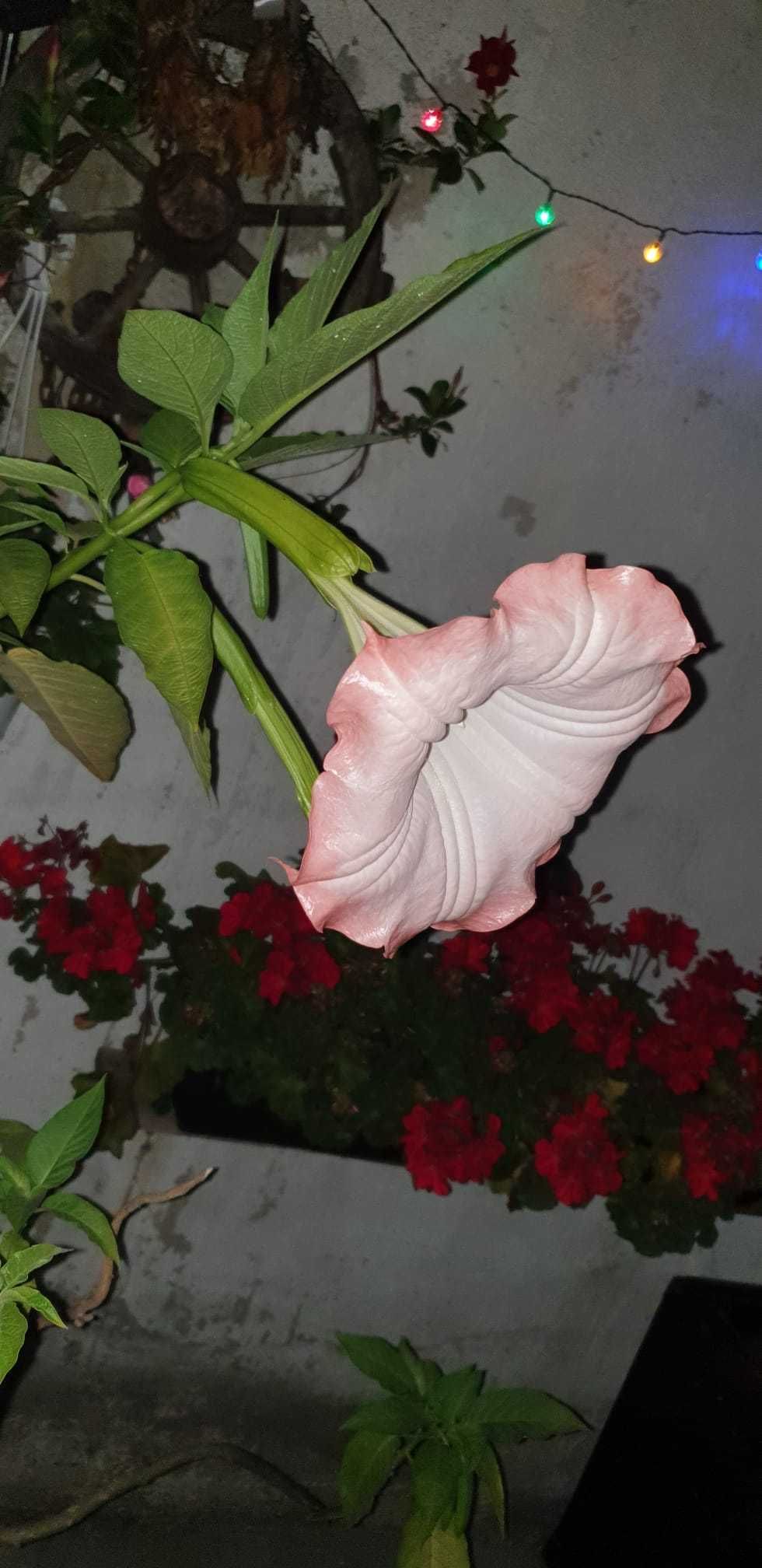 Kwiat Sadzonka Brugmansia ( Anielskie Trąby ) Sadzonka Datura