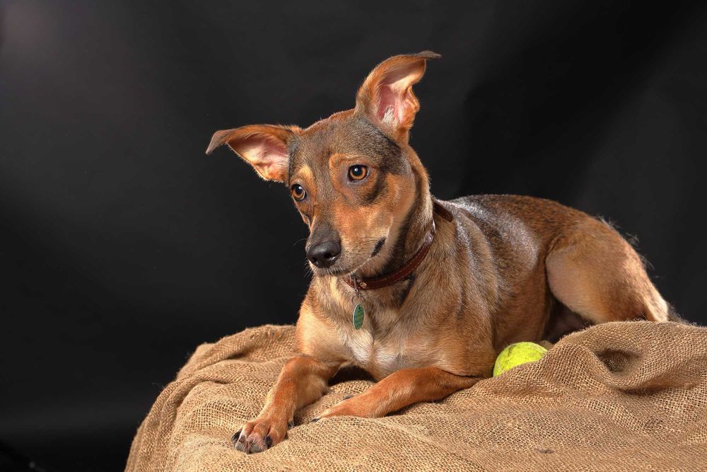 Отдам молодую собаку девочку в хорошие руки есть прививки Дарю собаку