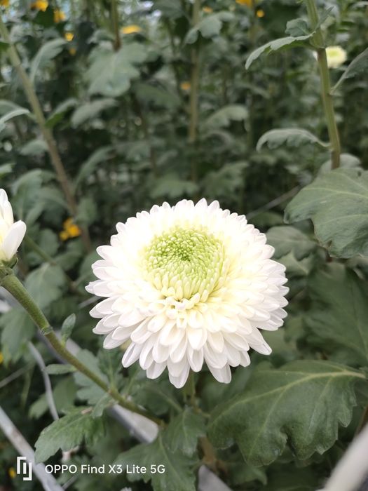 Crisântemo várias qualidades