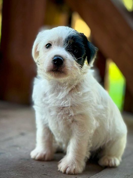 Parson Russell Terrier - chłopczyk