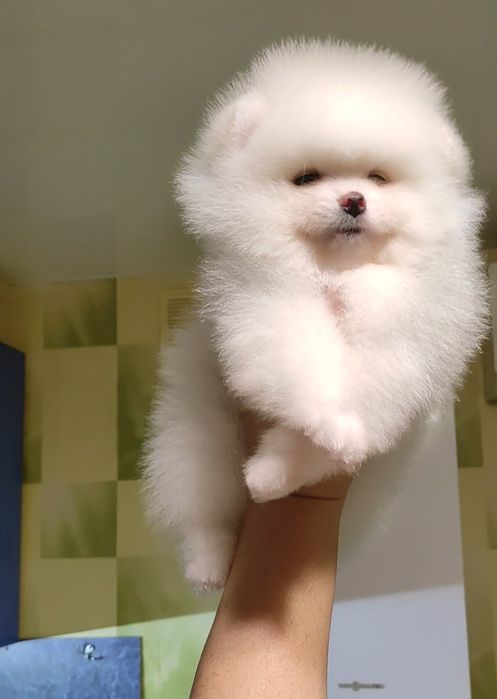 Мальчишка померанского шпица