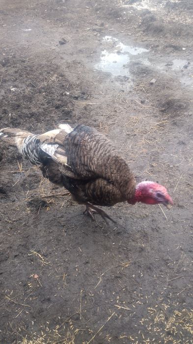 Indora sprzedam lub zamienie