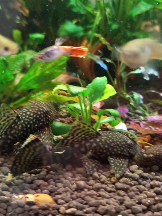 Ancistusy sp. standard