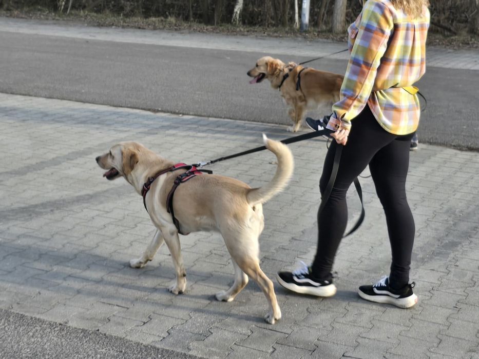Szkolenie psów - Wodzisław Śląski