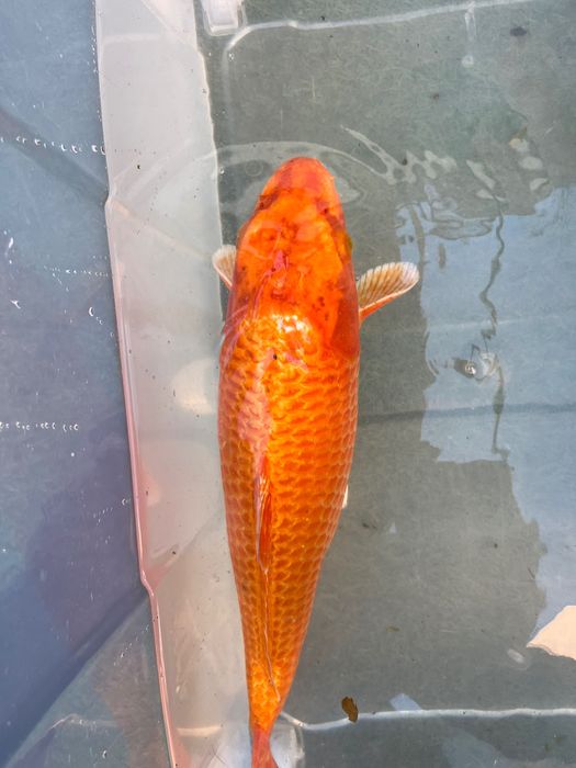 Carpa Koi incrível