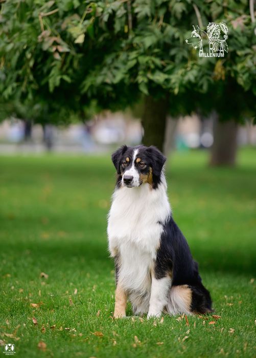 Owczarek australijski (Aussie) — suczka
