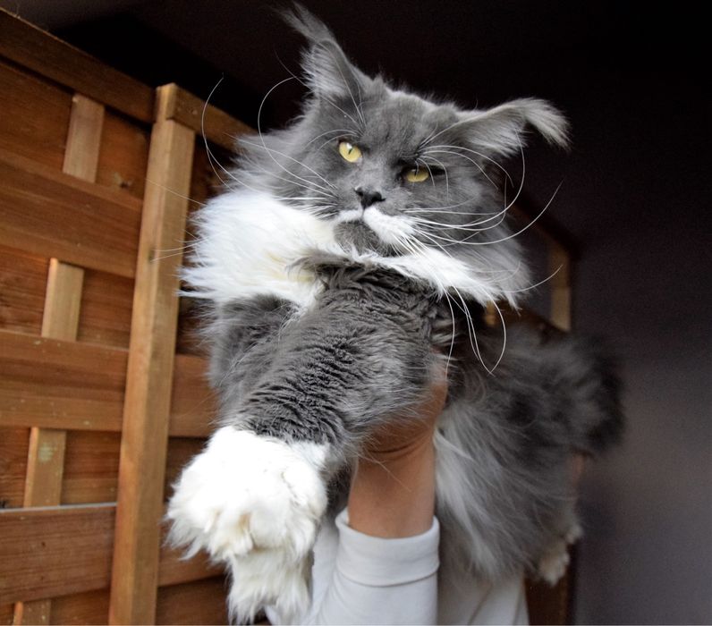Wyjątkowy kocurek maine coon, rodowód FPL