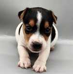 Jack      russel    bebé