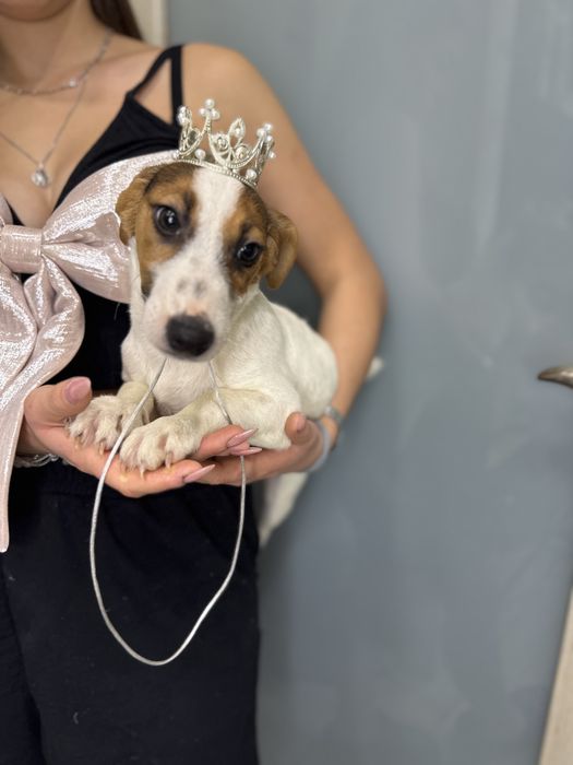 Джек рассел терьер- справжня красуня