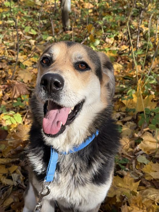 Atena- duza, piękna dziewczyna szuka rodziny