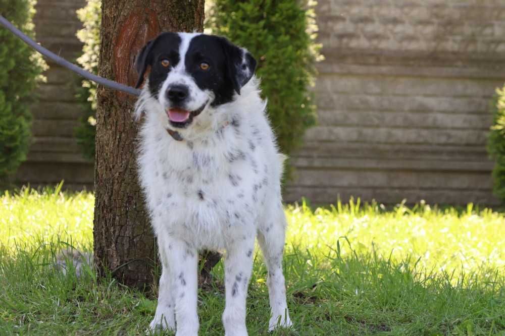 104615 Ludwik do adopcji