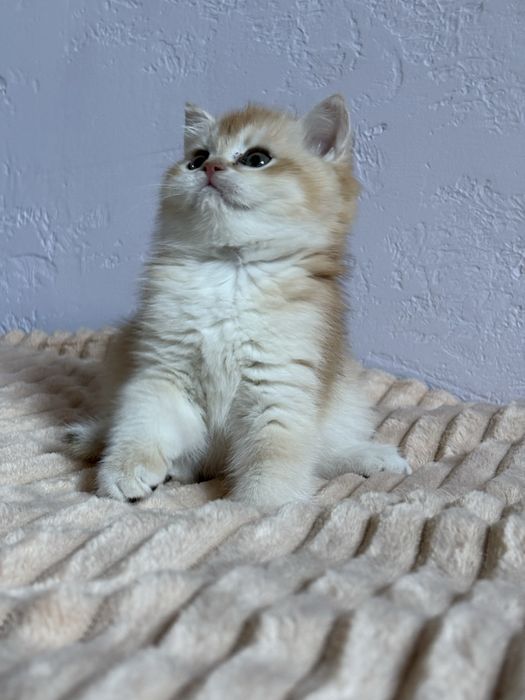 Dziewczynka brytyjska