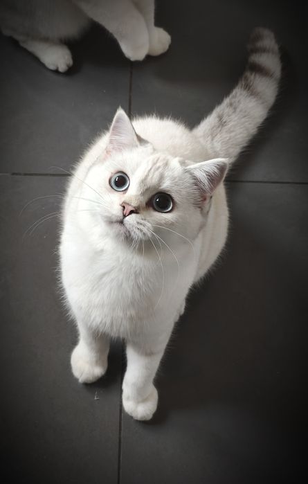 Kotka szkocka prostoucha- WCF kolanka lub hodowla