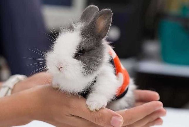 Mini coelhos anões teddy ,hôlandes ,toy,desparasitados e vacinados