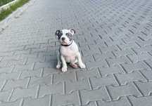 American Bully ABKC POCKET szczeniak suka GOTOWE DO ODBIORU Sosnowiec
