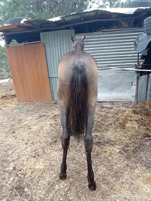 Vendo poldra com 6meses