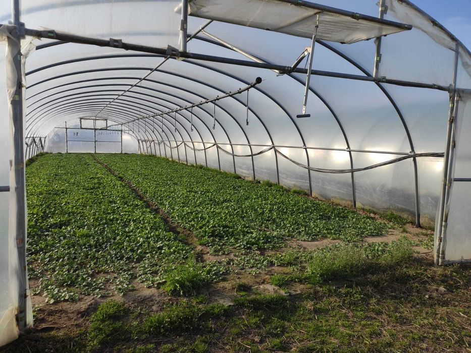 Ocynkowana konstrukcja tunelu foliowego 7,5x30x3m używana