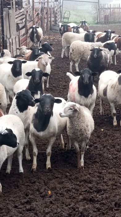 Продам баранів дорпер та кроси