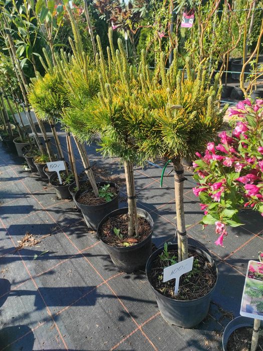 Jałowiec formowany 200cm.  Bonsai