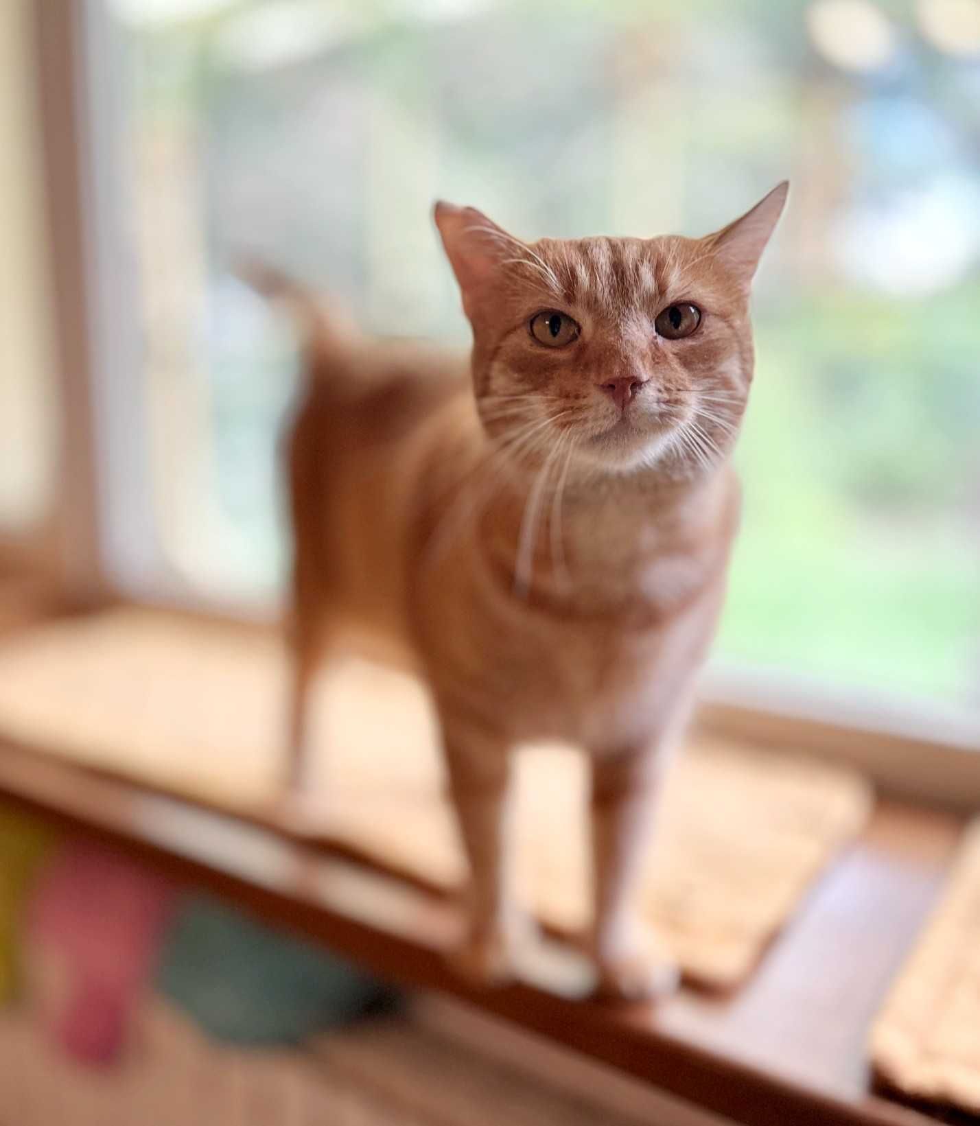 Dyniek, piękny rudasek do adopcji