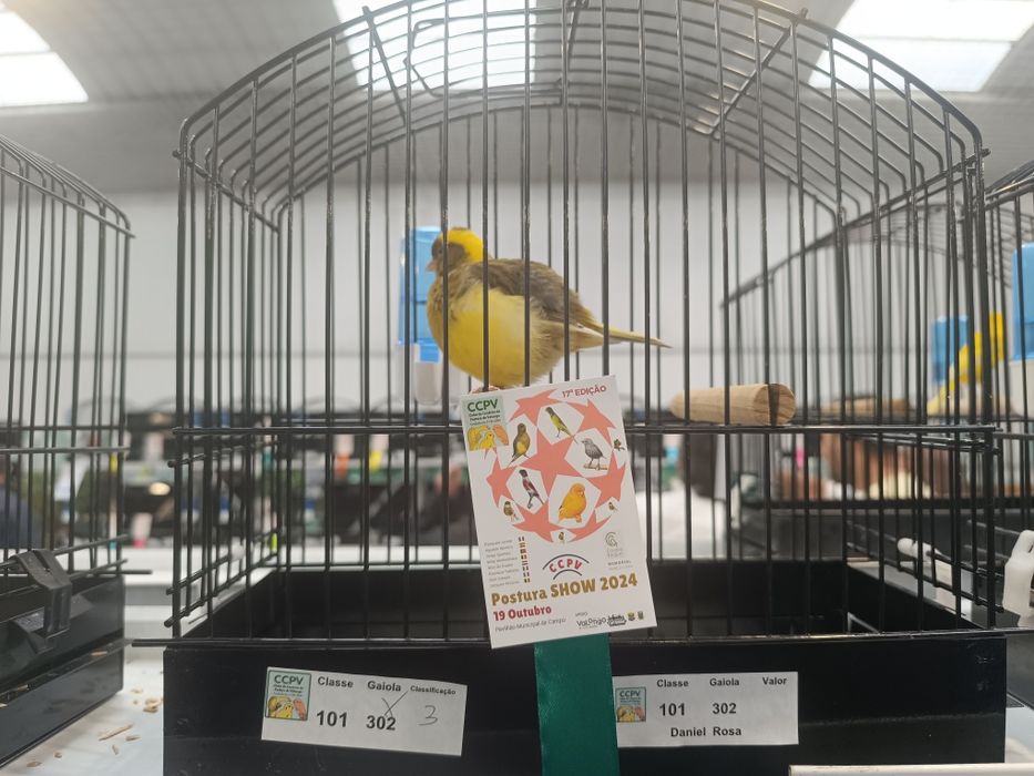 Llarguet espanhol, Fife fancy, frisado do sul