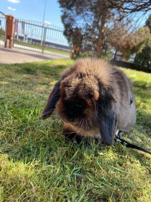 Królik mini lop baranek + wyprawka