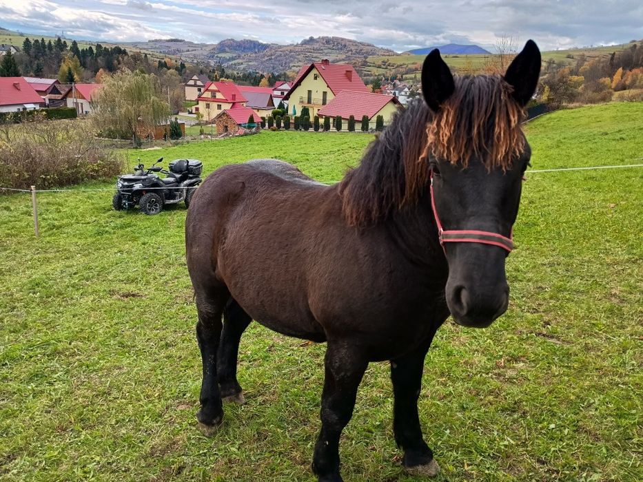 Ogierek Gniady 15 miesięcy