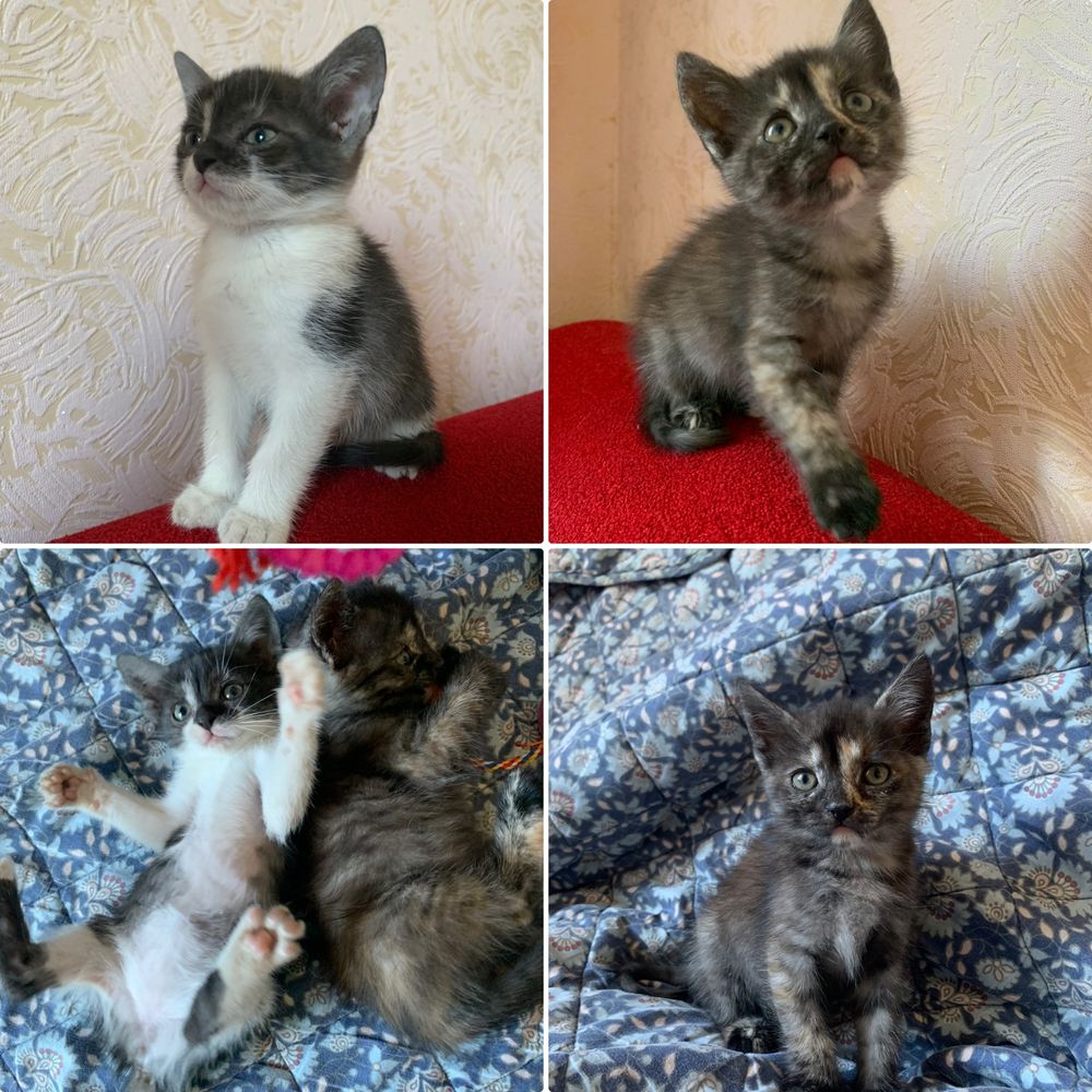 Дівчата кошенята