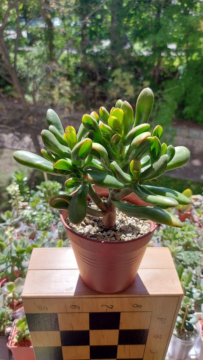 Крассула Ред Хорн  Crassula  Red Horn tree