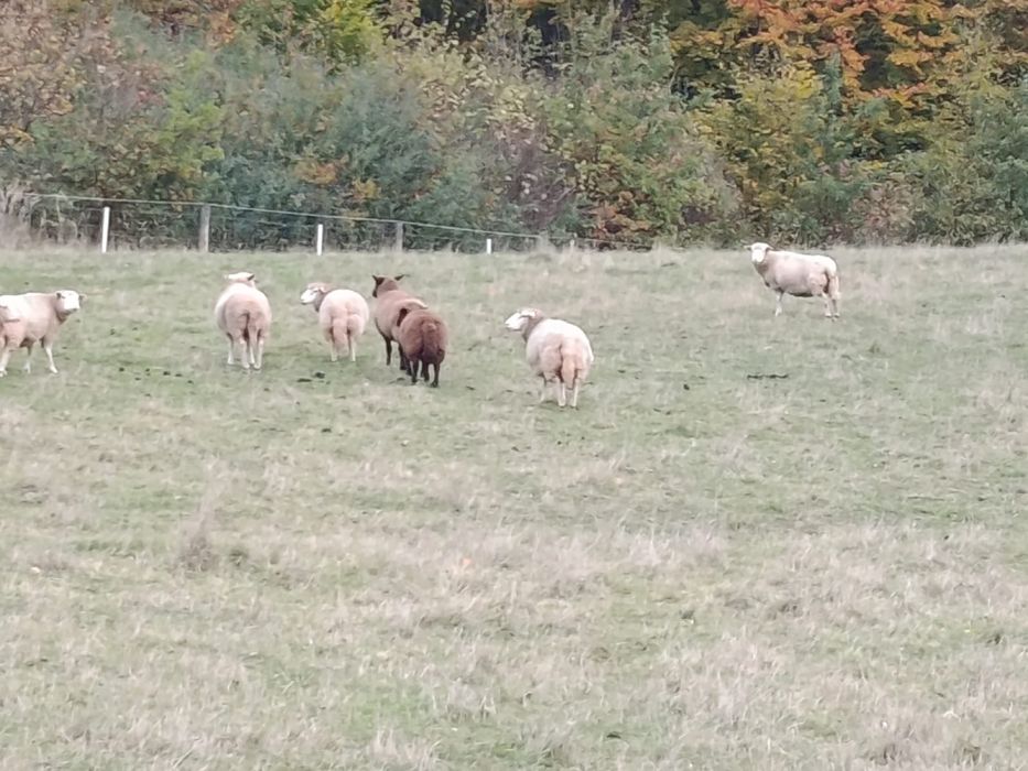 Sprzedam owce wraz z jagietami