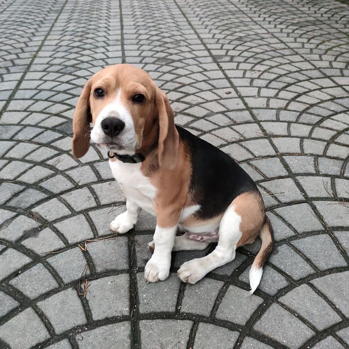 Śliczny piesek Beagle