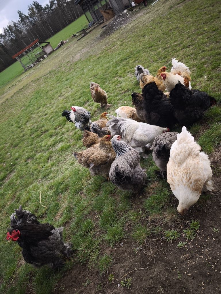 Brahmy Brahma Olbrzymia pisklęta kurczęta