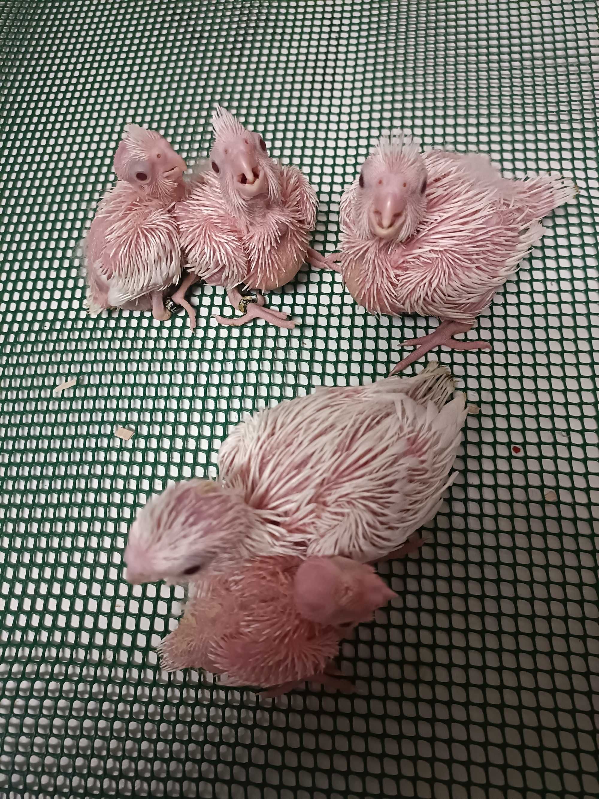 Caturras albinas para criar a mão.