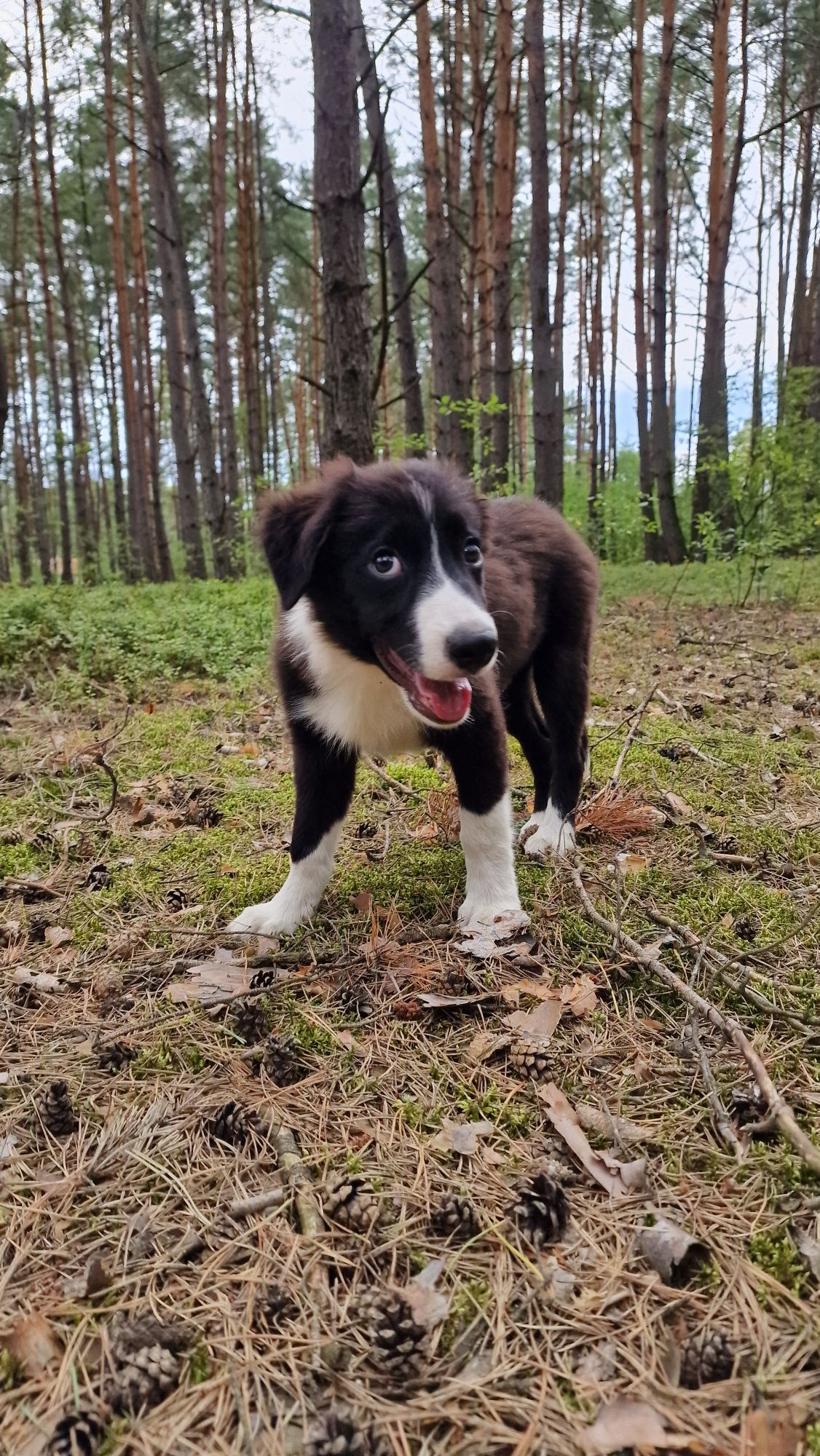 Border Collie piesek czarno biały
