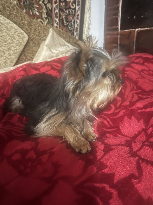 Чудові цуценята йоркшир. тер'єра