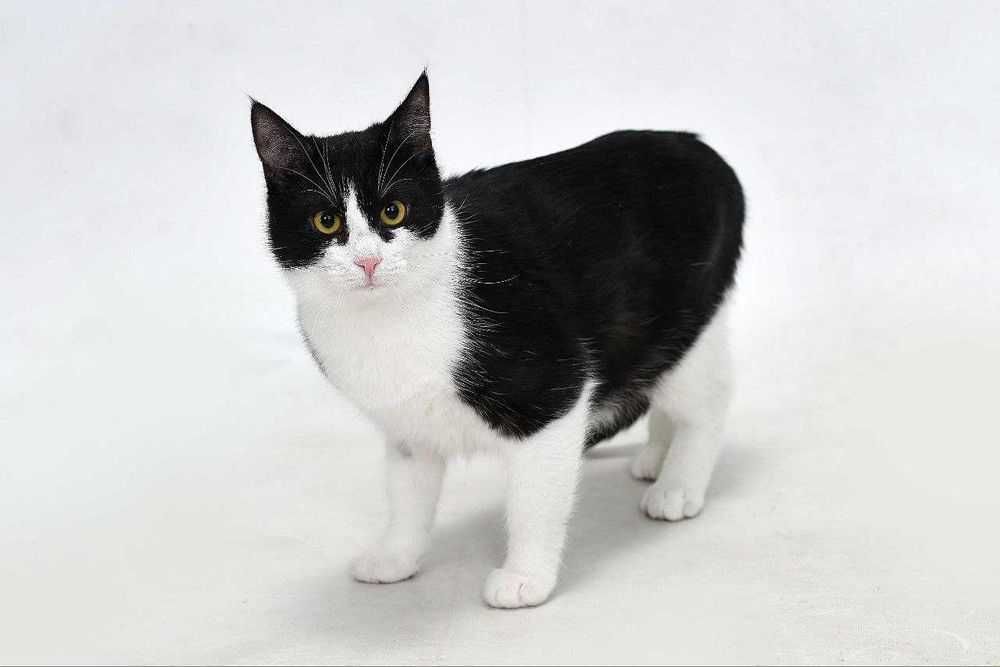 Кошеня хлопчик, безкоштовно