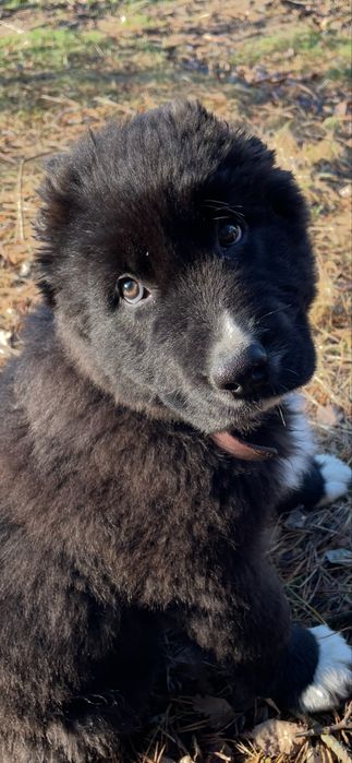 Owczarek środkowoazjatycki suka alabai cao