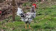 casal de galinhas leghorn tricolor