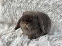 Mini lop czekoladowy baranek