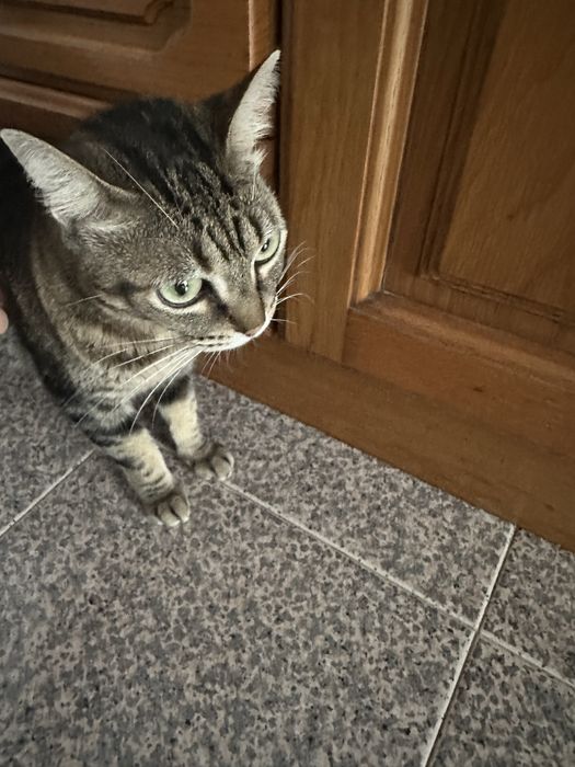 para adoção responsável