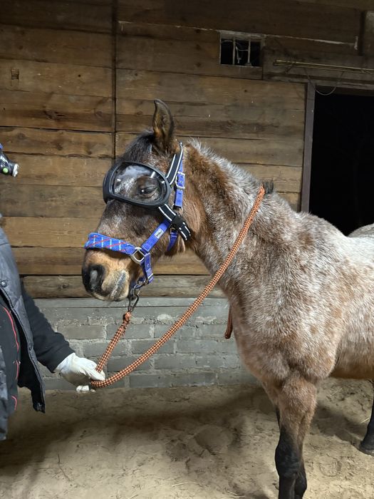 Okulary dla konia, maska, ochrona