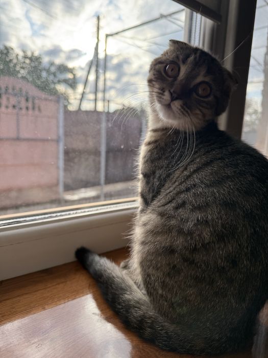 Віддам кішку в добрі руки