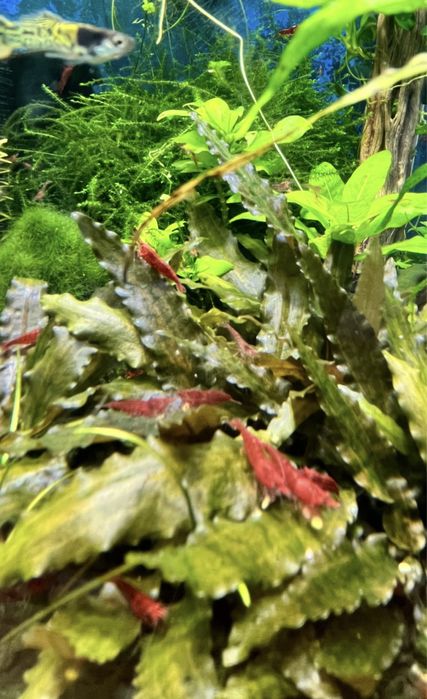 Креветки, рибки, мох печінковий, річія